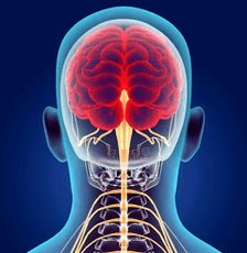 emakakaela lülisamba närvikanalite illustratsioon